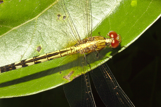 IMG 8455dragonfly