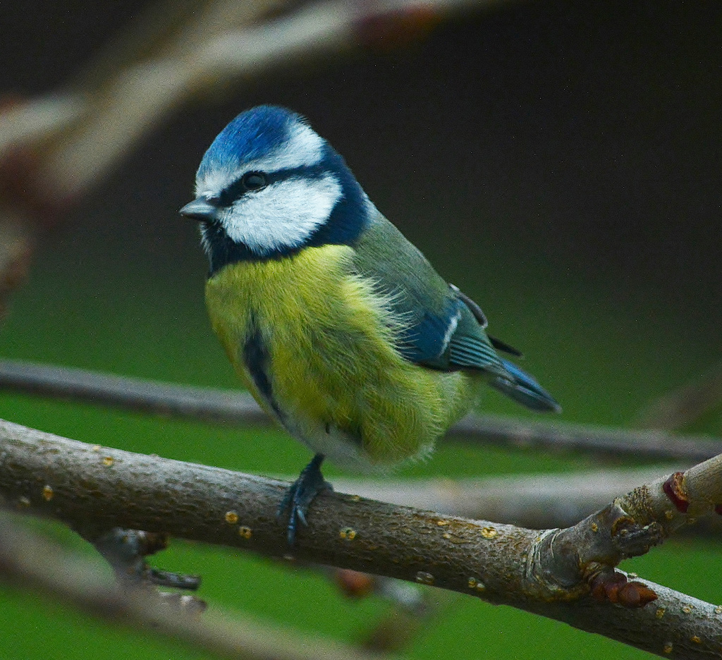 Blue Tit