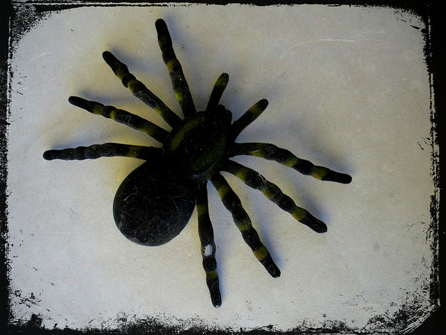 Tarantulus plasticata