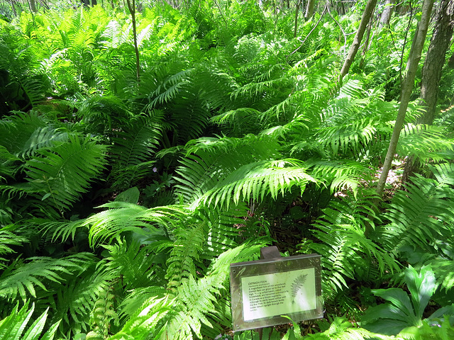 Ostrich fern