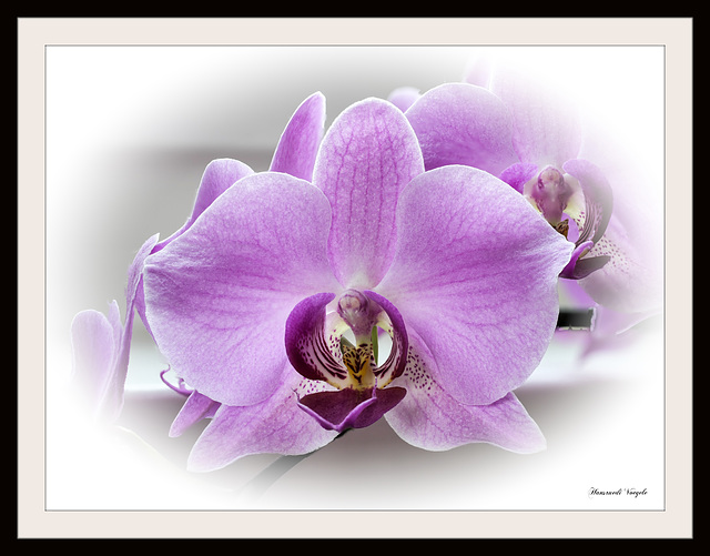 Orchidee