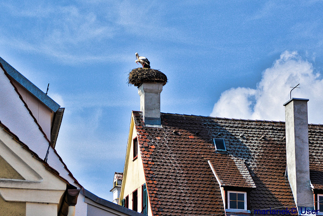 Nest Nr.1 in Oettingen in Bayern