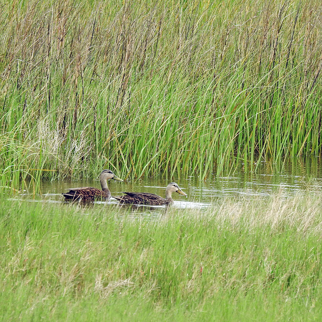 Day 2, Mottled Ducks, Cape Velero Drive