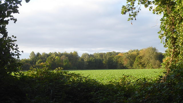 Erste Herbstfarben
