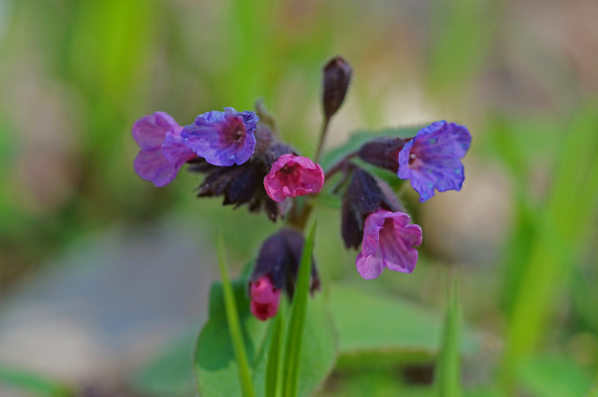 Brüderchen und Schwesterchen - Common lungwort