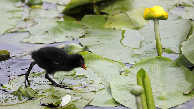 Marcher sur l'eau....!