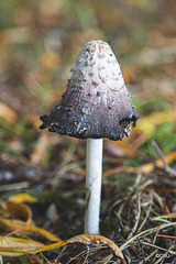 Shaggy Inkcap - past its best for picking