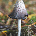 Shaggy Inkcap - past its best for picking