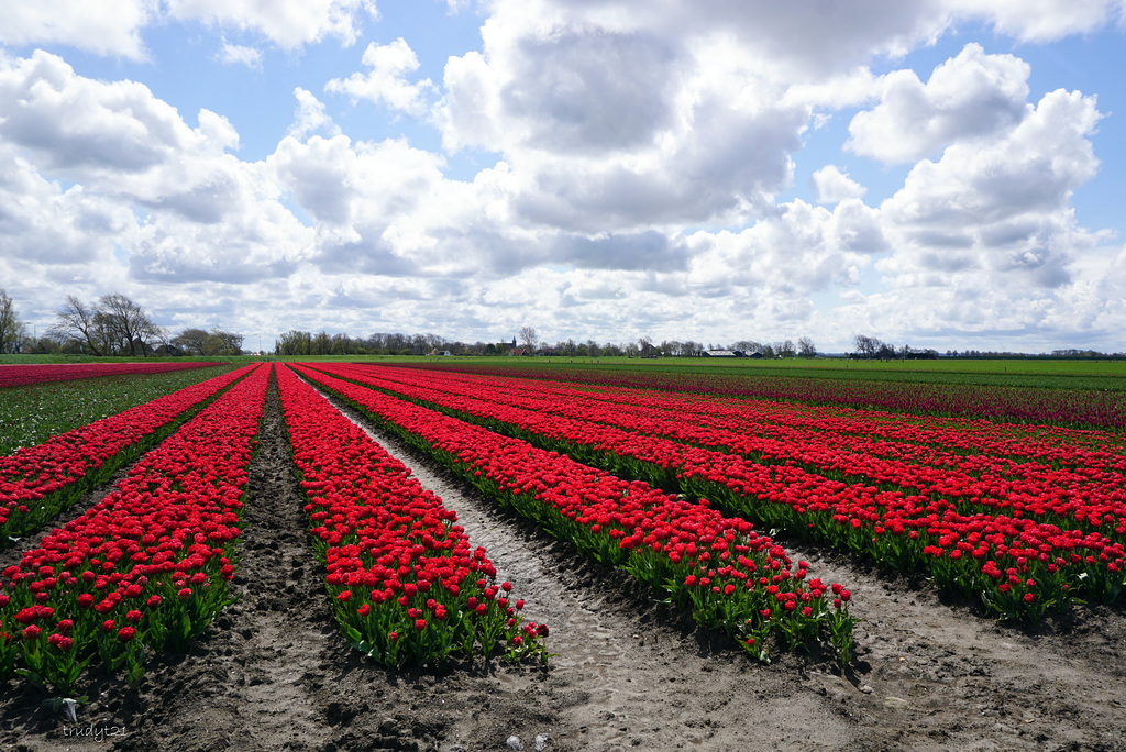 tulpenveld