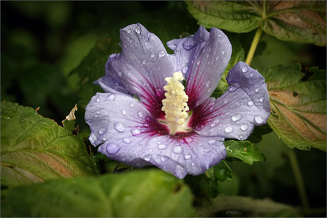 Hibiscus