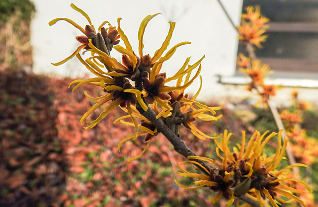 20230319 0024CPw [D~LIP] Zaubernuss (Hamamelis intermedia 'Orange Beauty'), Bad Salzuflen