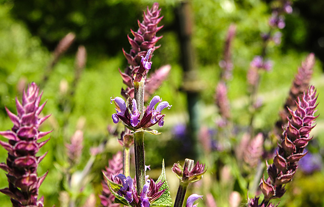 20230531 0543CPw [D~LIP] Wiesen-Salbei (Salvia pratensis), UWZ, Bad Salzuflen [Hain Salbei 97%]