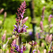 20230531 0543CPw [D~LIP] Wiesen-Salbei (Salvia pratensis), UWZ, Bad Salzuflen [Hain Salbei 97%]