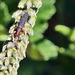 beetle in my garden