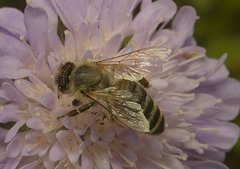 IMG 0749 Bee-2