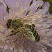 IMG 0749 Bee-2