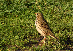 pipit farlouse