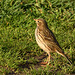 pipit farlouse