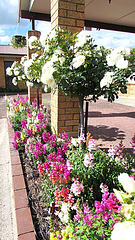 Entrance Garden.