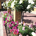 Entrance Garden.