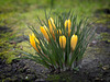 Crocus