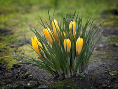 Crocus