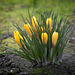 Crocus