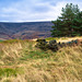 Bleaklow from Shire Hill