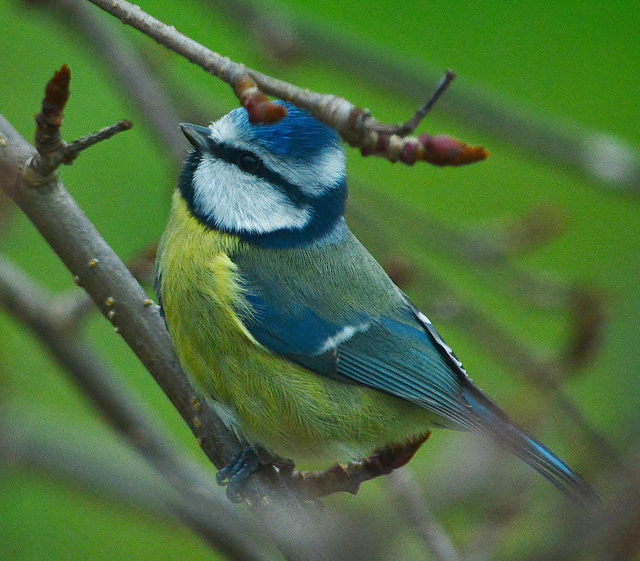 Blue Tit