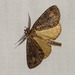 1965a Pseudocoremia suavis (13th Specimen) Male