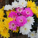 041 Chrysanthemum indicum - Winterastern