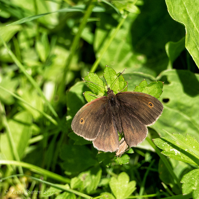 Ringlet