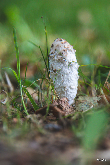 Young Shaggy Inkcap