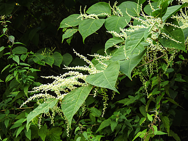 20220908 1636CPw [D~LIP] Japanischer Staudenknöterich (Fallopia japonica), UWZ, Bad Salzuflen