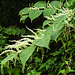 20220908 1636CPw [D~LIP] Japanischer Staudenknöterich (Fallopia japonica), UWZ, Bad Salzuflen