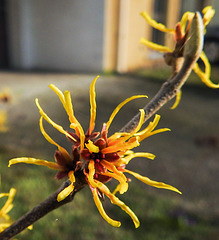 20230319 0025CPw [D~LIP] Zaubernuss (Hamamelis intermedia 'Orange Beauty'), Bad Salzuflen