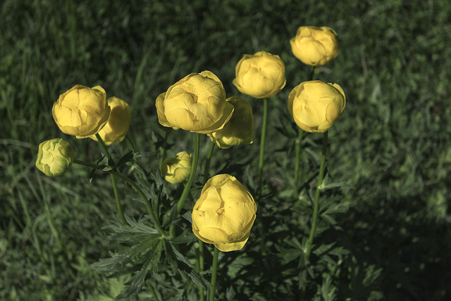 Petits pompons jaunes.