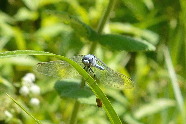 Southern Skimmer m (Orthetrum brunneum) 05