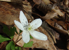 Wood Anemone