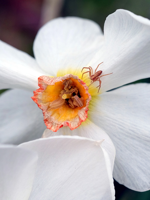 Strolling spider