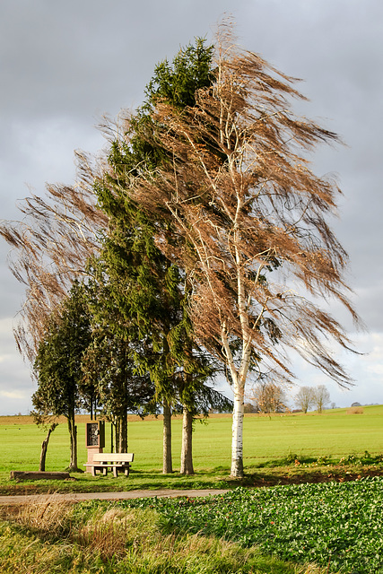 Catch the Wind