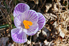 crocus varigated