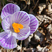 crocus varigated