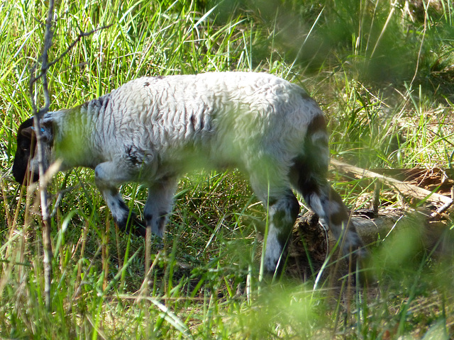 Transhumance du 5 mai 2016