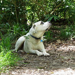 Branco watching a squirrel