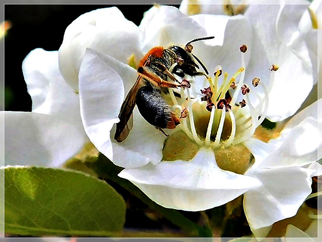 Au jardin: sur une fleur de poirier avec notes