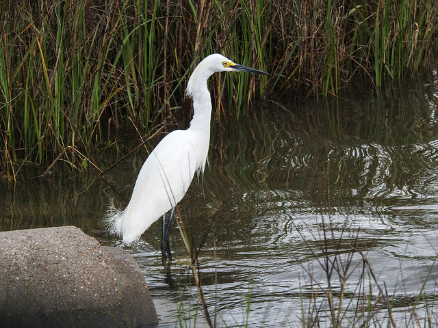 Day 2, Snowy Egret, Rockport