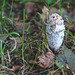 Young Shaggy Inkcap