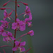 Epilobium angustifolium