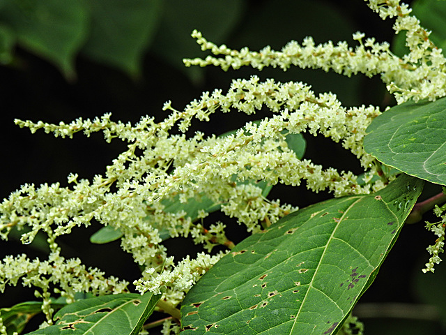 20220908 1637CPw [D~LIP] Japanischer Staudenknöterich (Fallopia japonica), UWZ, Bad Salzuflen